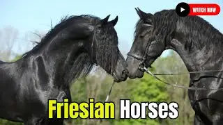 Friesian Horse Equestrian Farm: Horse Breeding Horse Breed 
