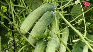 ពូជត្រសក់២៤០៥ ត្រាត្បូងក្រហម ប្រមូលផលបាន២០ថ្ងៃហើយ