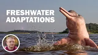 Can Whales/Dolphins Survive in Freshwater? Evolutionary Question 32