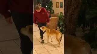 Blue Man Dog   Glenn