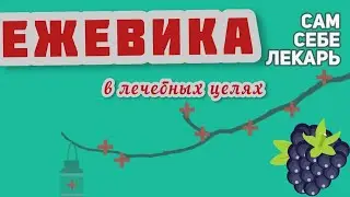 Ежевика  - Польза Ягоды и Листьев, Как Принимать