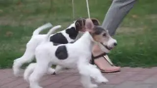 щенки фокстерьера