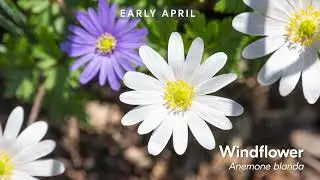 Spring Blooms Flower Progression