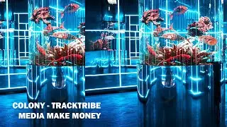 Colony TrackTribe / Media Make Money