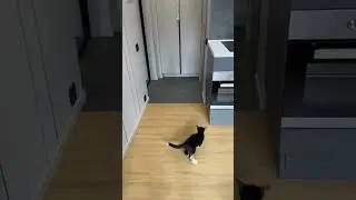 кот умница