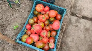 На дачу за урожаем с ветерком