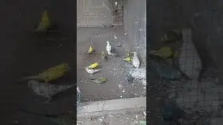 Birds Eating time🔥#birds #shorts