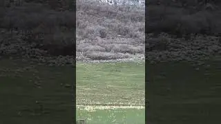 HUGE Herd of Rocky Mountain ELK in Salem Utah #shorts