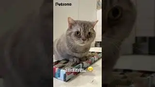 Когтеточка для кошек Petsona с мятой 🍃