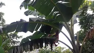 Plantain Tree Fruiting For The First Time!