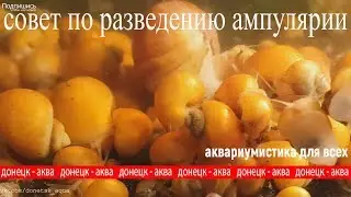 ампулярия улитка, Pomacea bridgesii, ВСЕ ЧТО НУЖНО ЗНАТЬ ПРО УЛИТОК