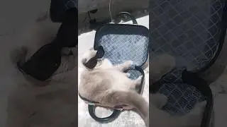 Жужа размышляет😎😌#cat#cuteanimal#смешныекотики#котики#приколыскотами#