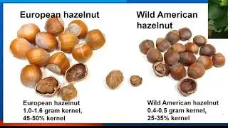 Hybrid Hazelnut Consortium: Overview and breeding approaches