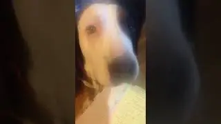 focal seizures dogs