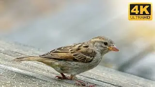 Free 4K Beautiful Sparrows - No Copyright Stock Video - Free Video Footage