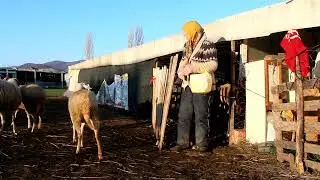 ÇOBANLIK:''HEM HAKKA HEM HALKA HİZMETTİR.''