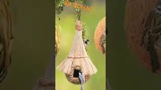 A beautiful bird's nest