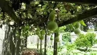 Gourd Garden Tour - June 18, 2010