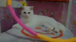 Kucing lucu viral suka main hola hop | miaw meong kucing mengeong | kucing viral