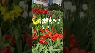 #tulip show in the Garden/Шоу тюльпанов в Аптекарском огороде