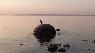 Баклан