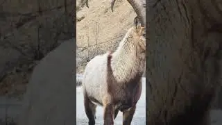 Koşarak üzerime doğru geldi :) #wildlifephotography #animals #animal