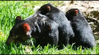 Wild Tasmania - Тасманский Дьявол и Тасманийский Филандер [Part 3]