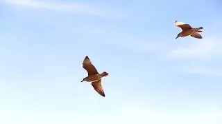 Энергетические контракты Души