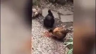 Nice Dog and Women Funny