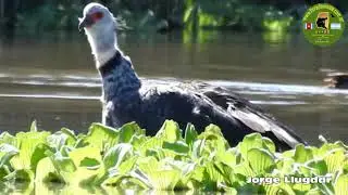 CHAJA (Chauna torquata)