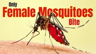 Why Do Mosquitoes Need Blood?! The Shocking Truth!