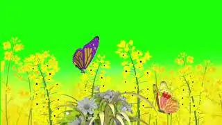 Beautiful Flowers Butterfly Animation Green Screen Effects