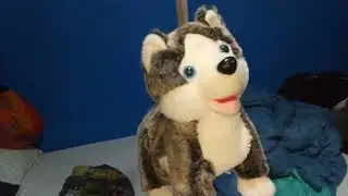 Walking/Dancing chinafake husky