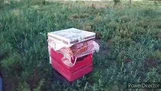 30.06.20 Проверка ловушек для пчел