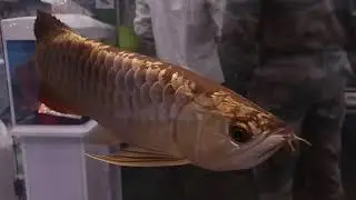 Amazing Arowana Fish 