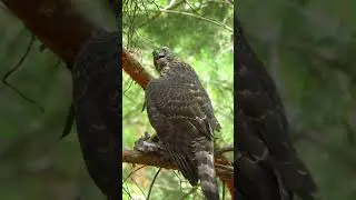 Ястреб с добычей / The Hawk eats