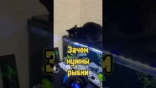 Зачем нужны рыбки? 🐟 