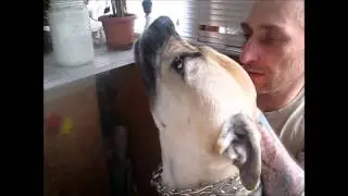 Укрощение строптивого