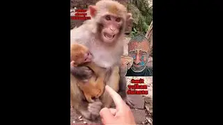 ANNE MAYMUN  abone olmayı unutmayın -  ümit volkan durmaz