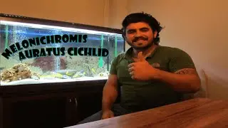 Auratus Balıklarımla Tanışın. 5 Harika dişi