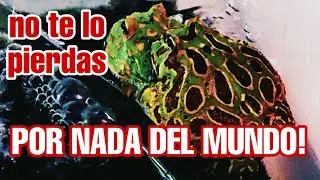 MISIÓN CUMPLIDA!!! El trabajo bien hecho tiene su recompensa. REPRODUCCIÓN DE RANA PACMAN! 🐸🐸🐸