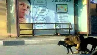 Собаки жгут!!!!