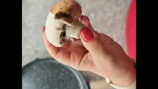 Μανιτάρια, πως τα καθαρίζω