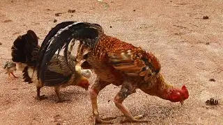 Chicken family  _  គ្រួសាររបស់មាន់