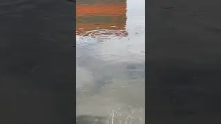 Белый Амур кушает траву