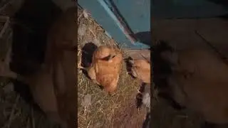 Маленькие монстры птерадактели растут и радуют меня