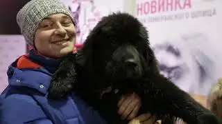 "Домашние животные" : "Фестиваль Мой пёс супергерой"