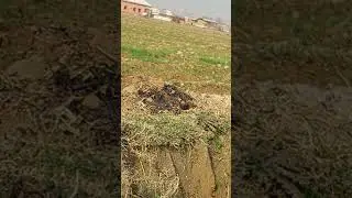 #абдуллахдомла