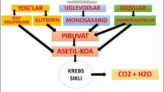 KATABOLIZM UMUMIY YO'LLARI. ENERGIYA BOSQICHLARI. КАТАБОЛИЗМНИНГ УМУМИЙ ЙУЛЛАРИ. ЭНЕРГИЯ БОСКИЧЛАРИ
