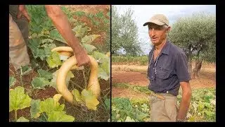 Courge et courgette trompette d'Albenga